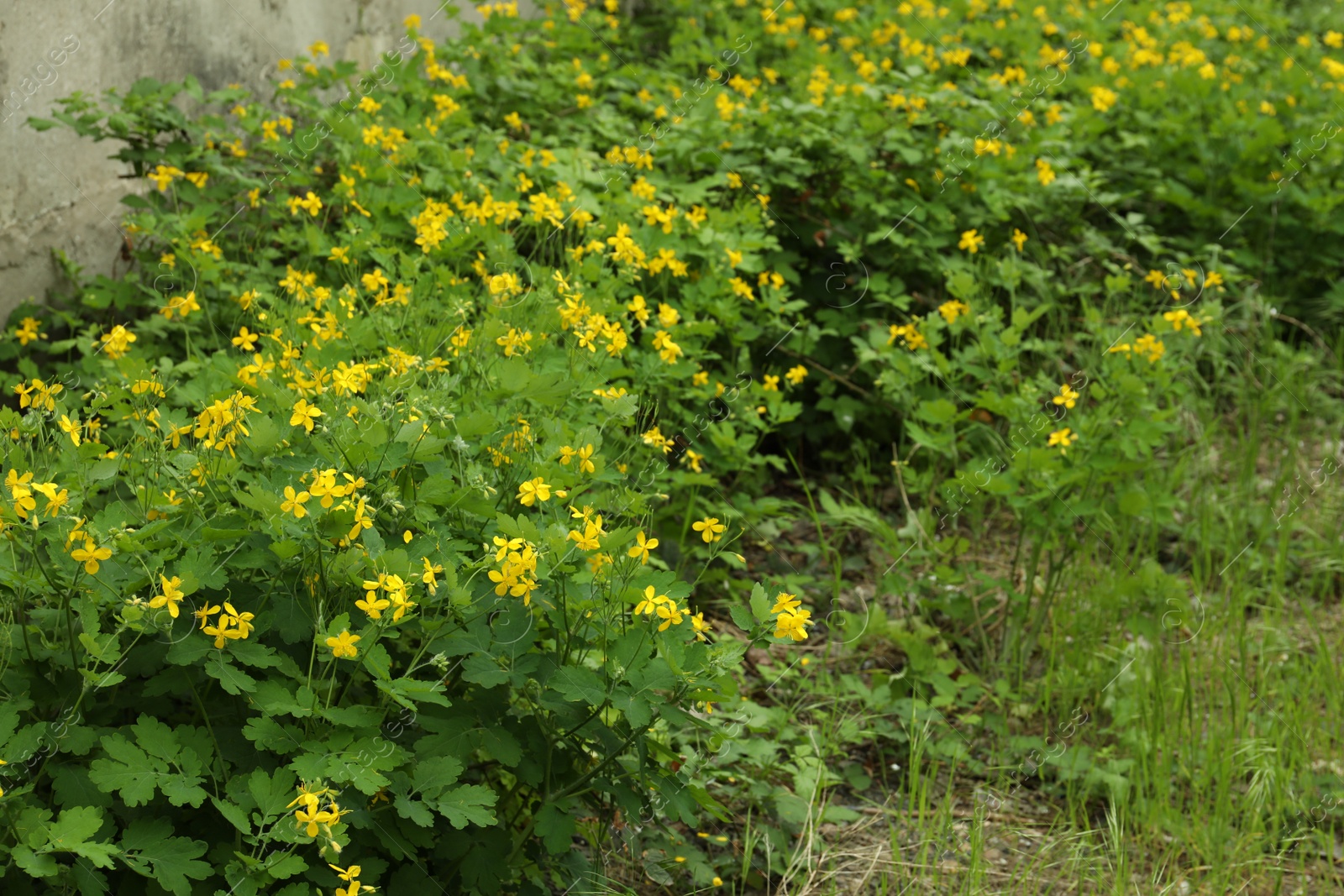 Photo of Celandine with yellow flowers and green leaves growing outdoors