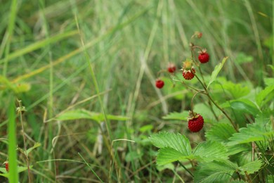 Photo of Small wild strawberries growing outdoors on summer day. Space for text