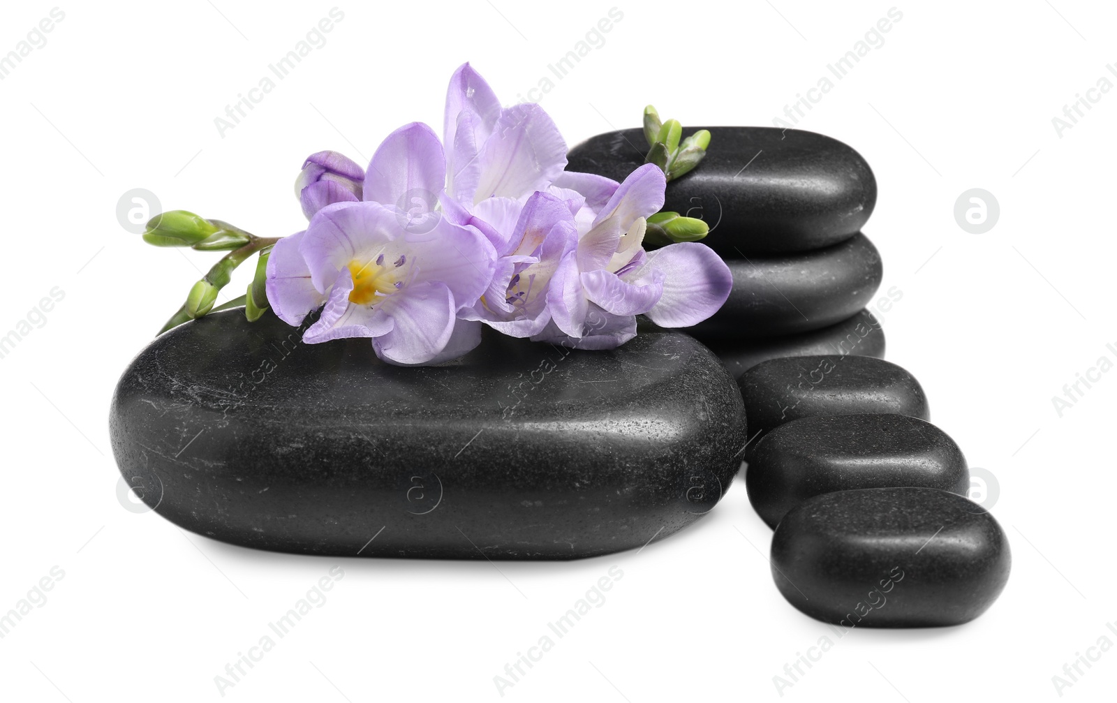 Photo of Beautiful violet freesia flowers and stones isolated on white