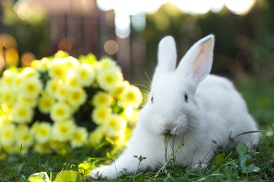 Photo of Cute white rabbit near flowers on green grass outdoors. Space for text