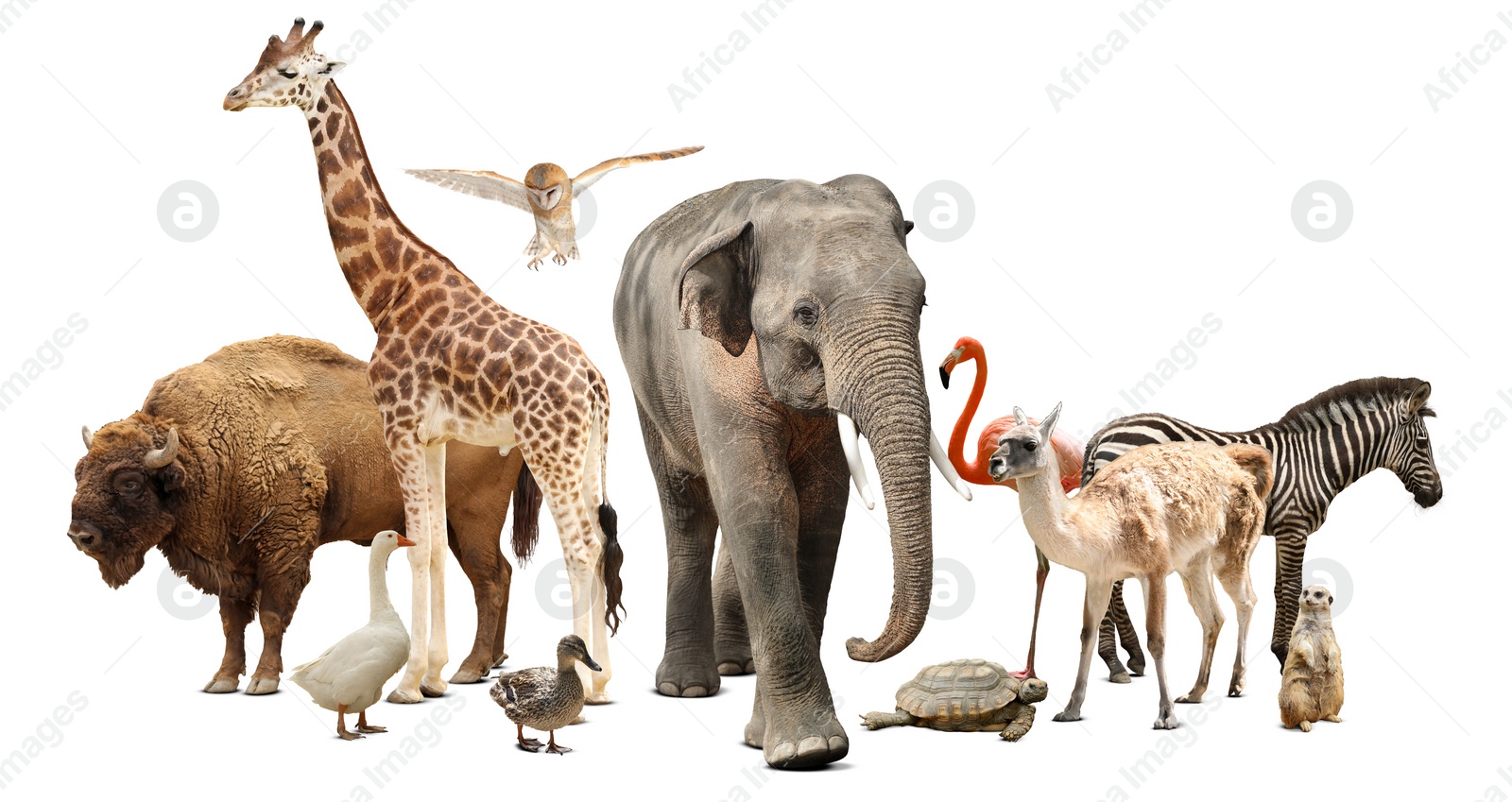 Image of Group of different wild animals on white background, collage