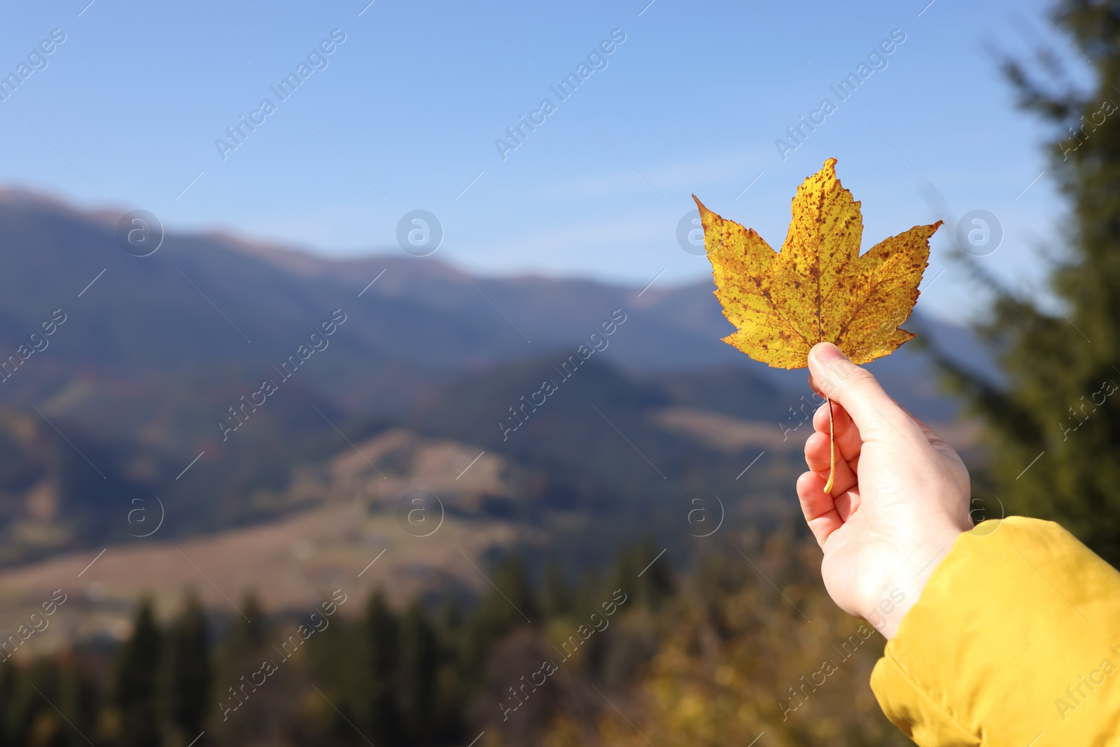 Photo of Woman holding beautiful autumn leaf in mountains, closeup. Space for text