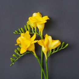 Beautiful freesia flowers on dark background