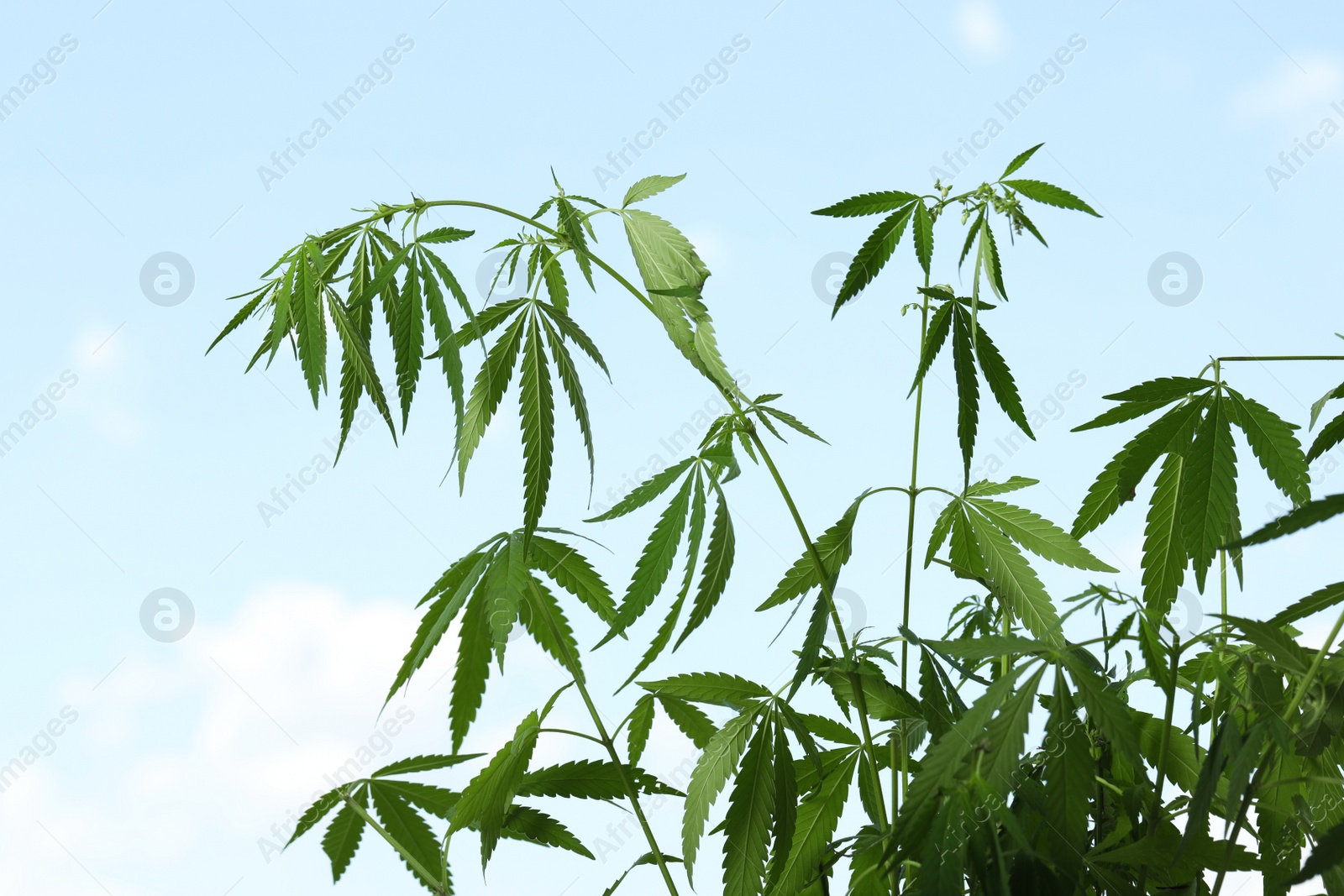 Photo of Green hemp plant against blue sky, closeup