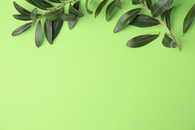 Photo of Olive twig with fresh leaves on light green background, top view. Space for text