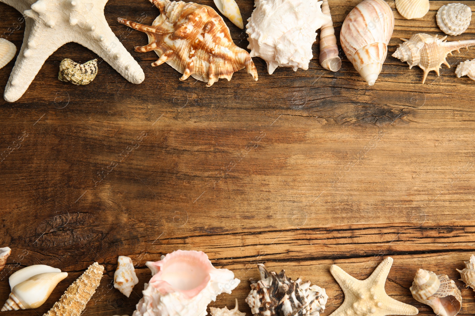 Photo of Different sea shells on wooden table, flat lay. Space for text