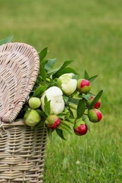 Many beautiful peony buds in basket on green grass outdoors, closeup