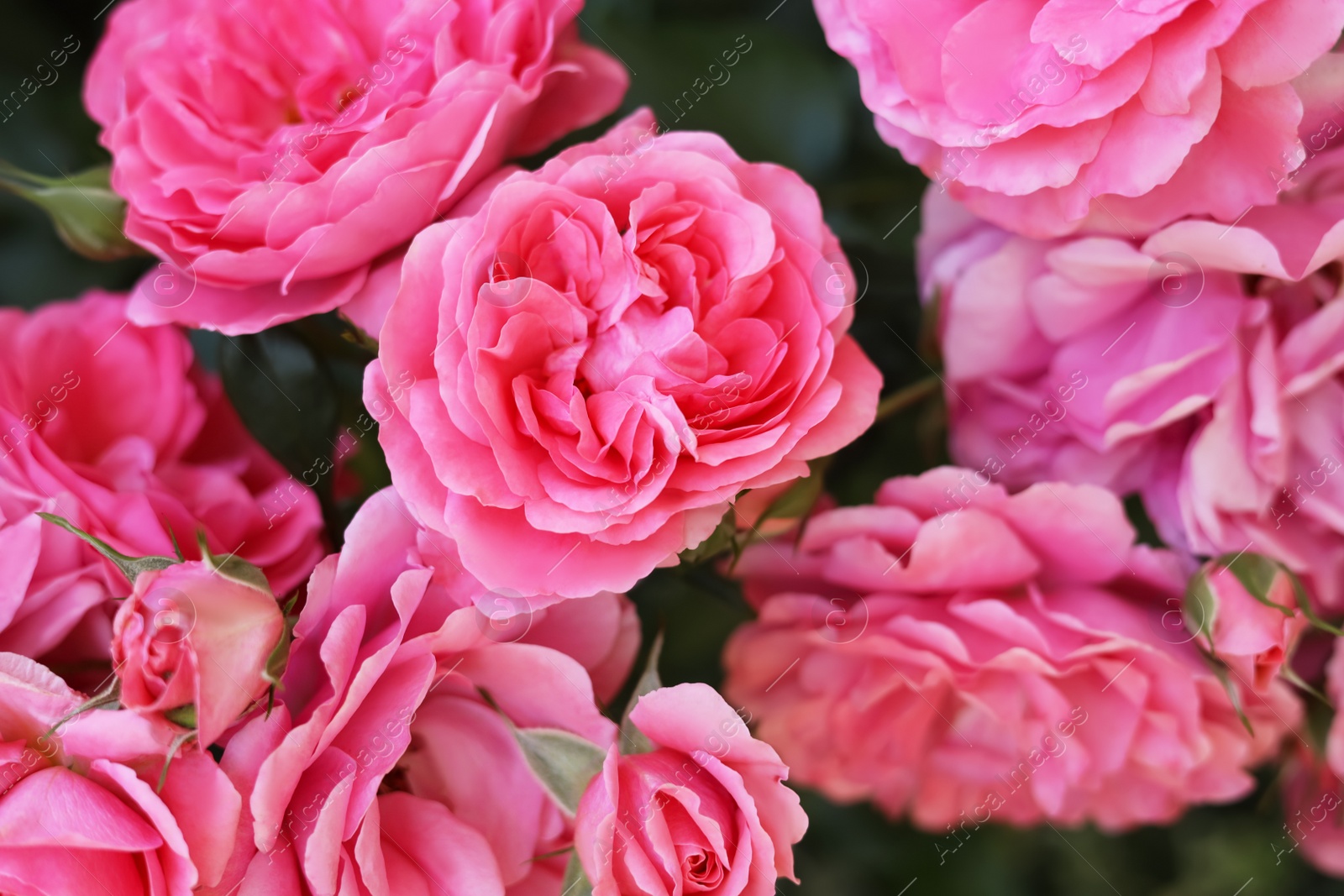 Photo of Closeup view of beautiful blooming rose bush