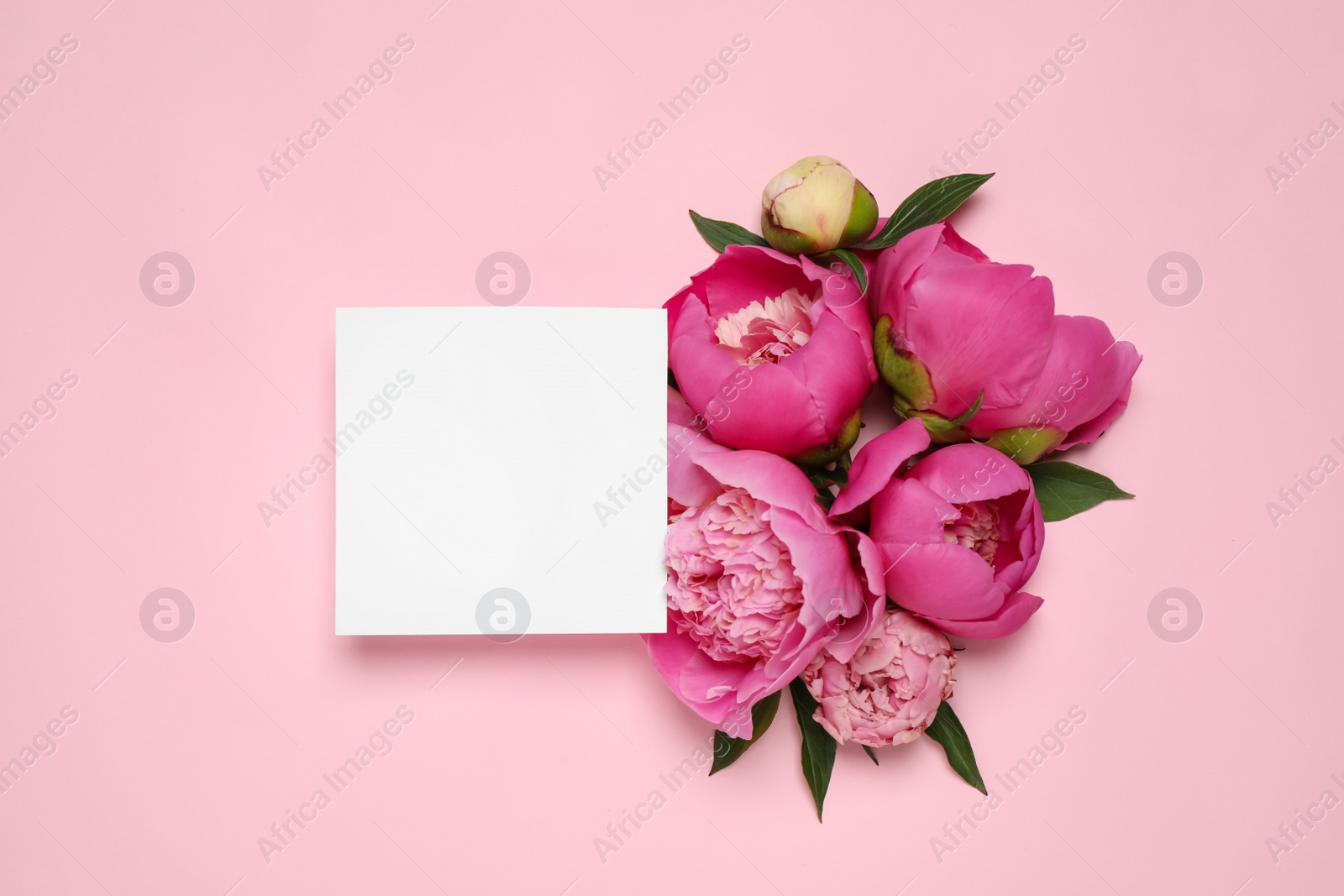 Photo of Beautiful peonies and blank card on pink background, flat lay. Space for text