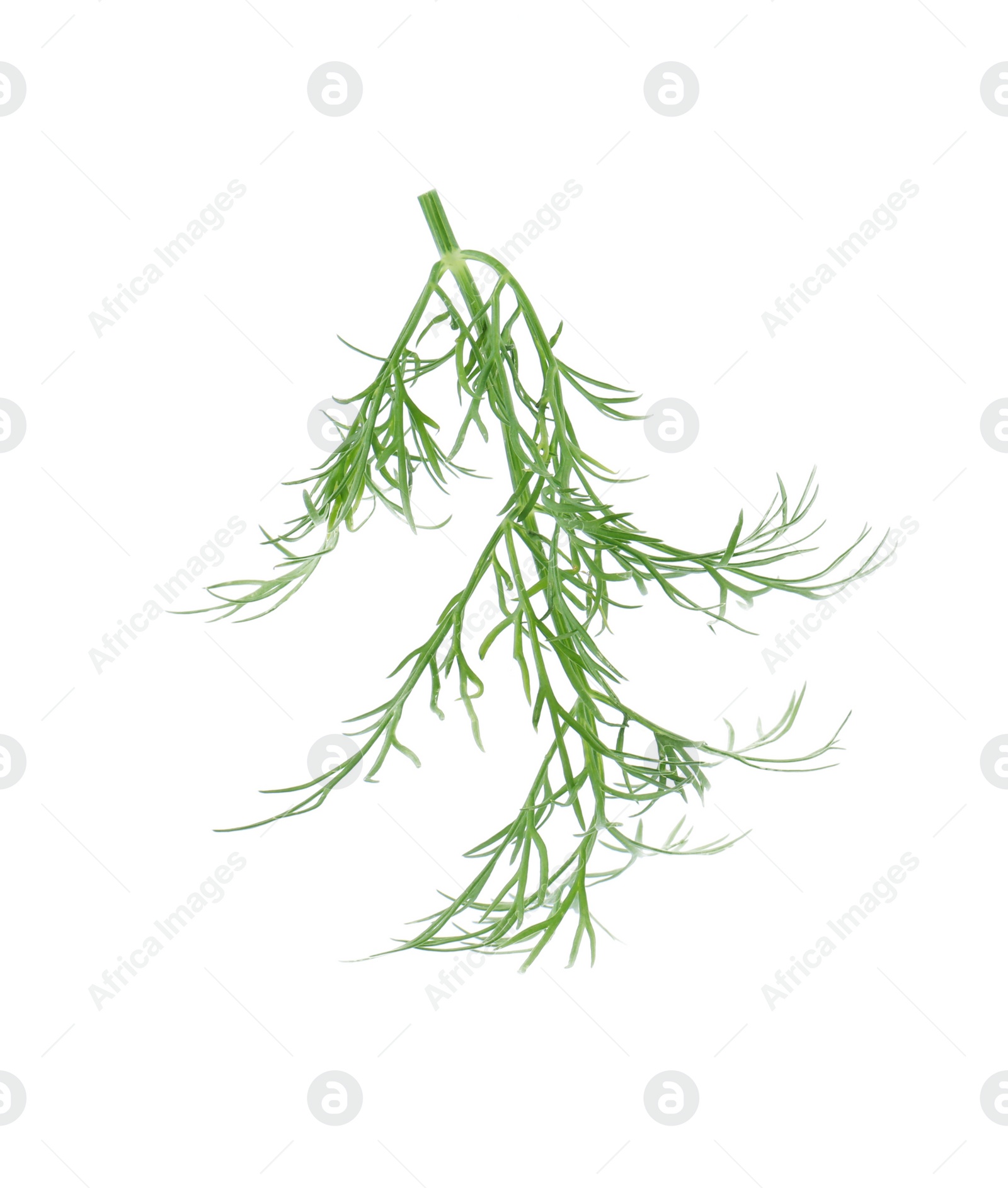 Photo of One sprig of fresh dill isolated on white