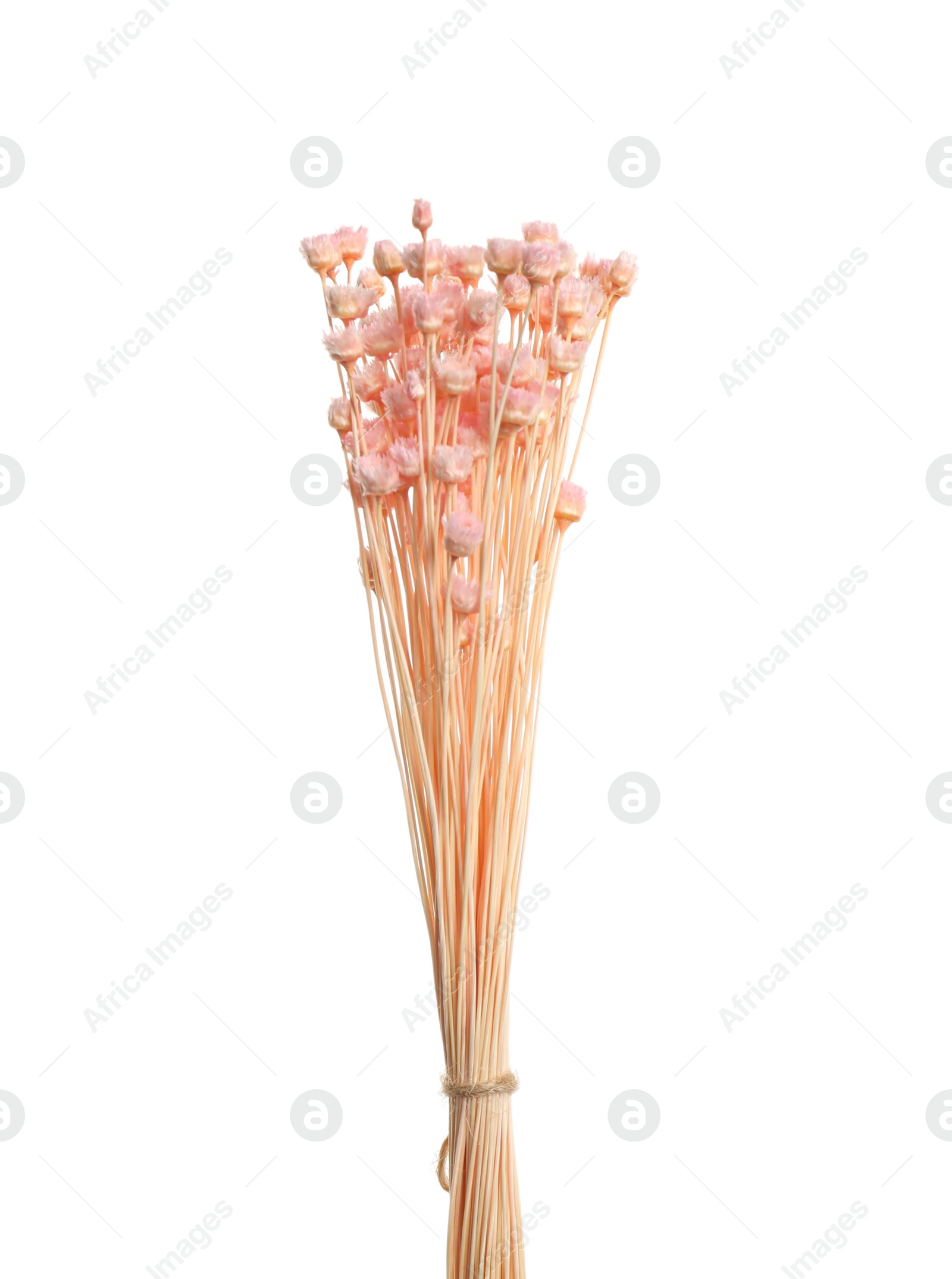 Photo of Bouquet of dried flowers on white background