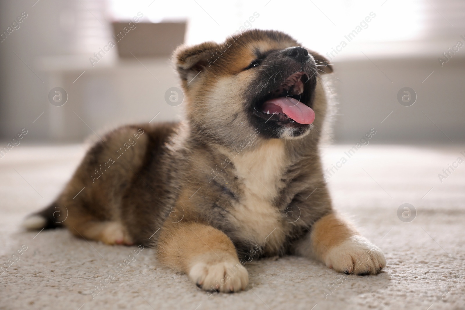 Photo of Adorable Akita Inu puppy on carpet indoors