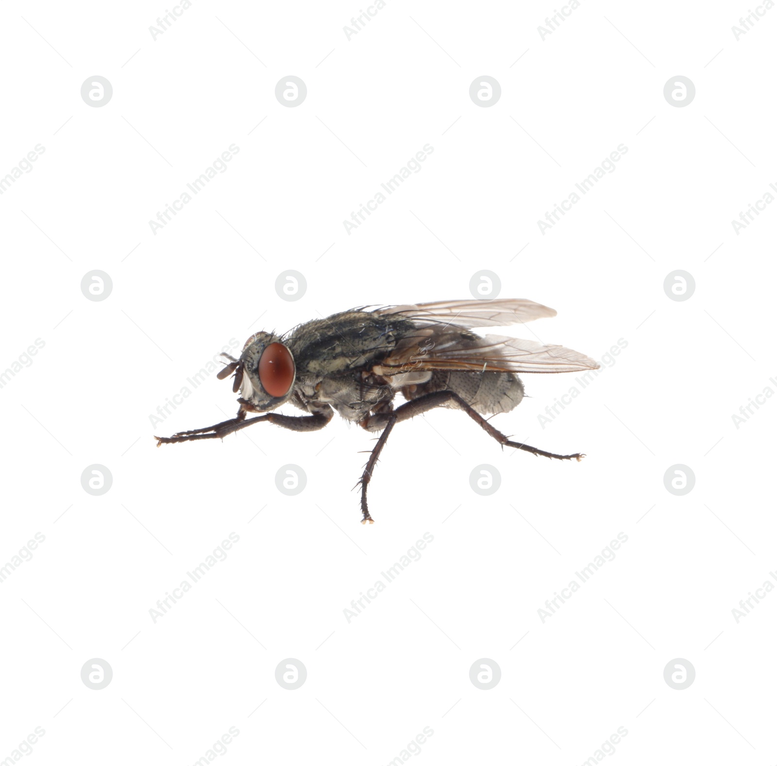 Photo of One common black fly on white background