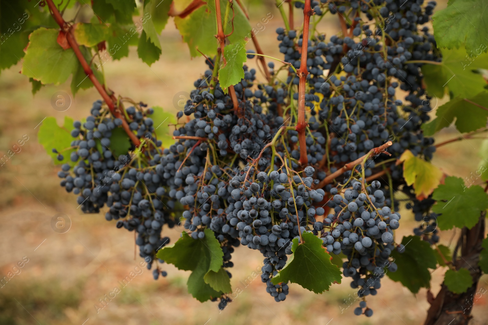 Photo of Bunch of ripe juicy grapes on branch in vineyard