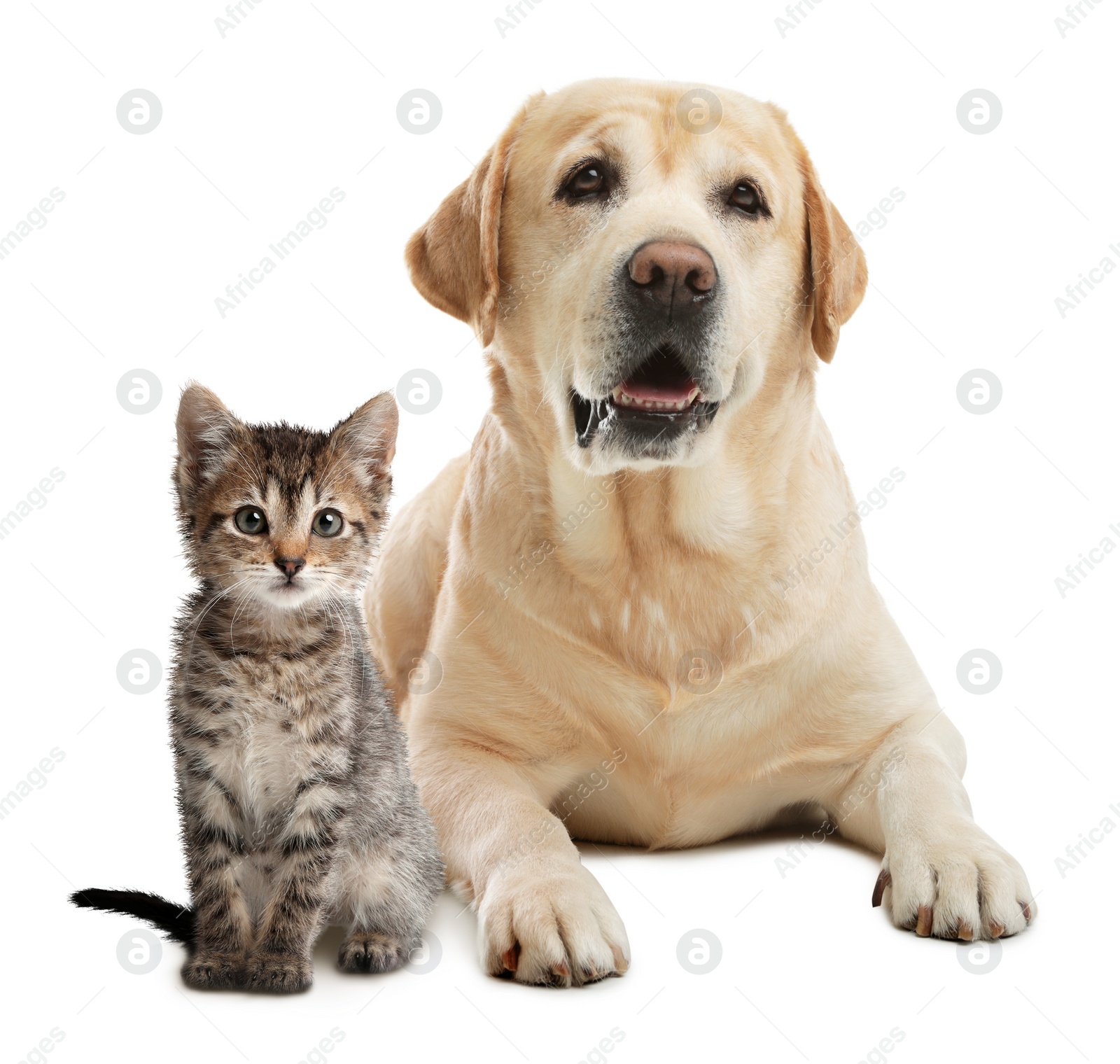 Image of Cute cat and dog on white background. Animal friendship