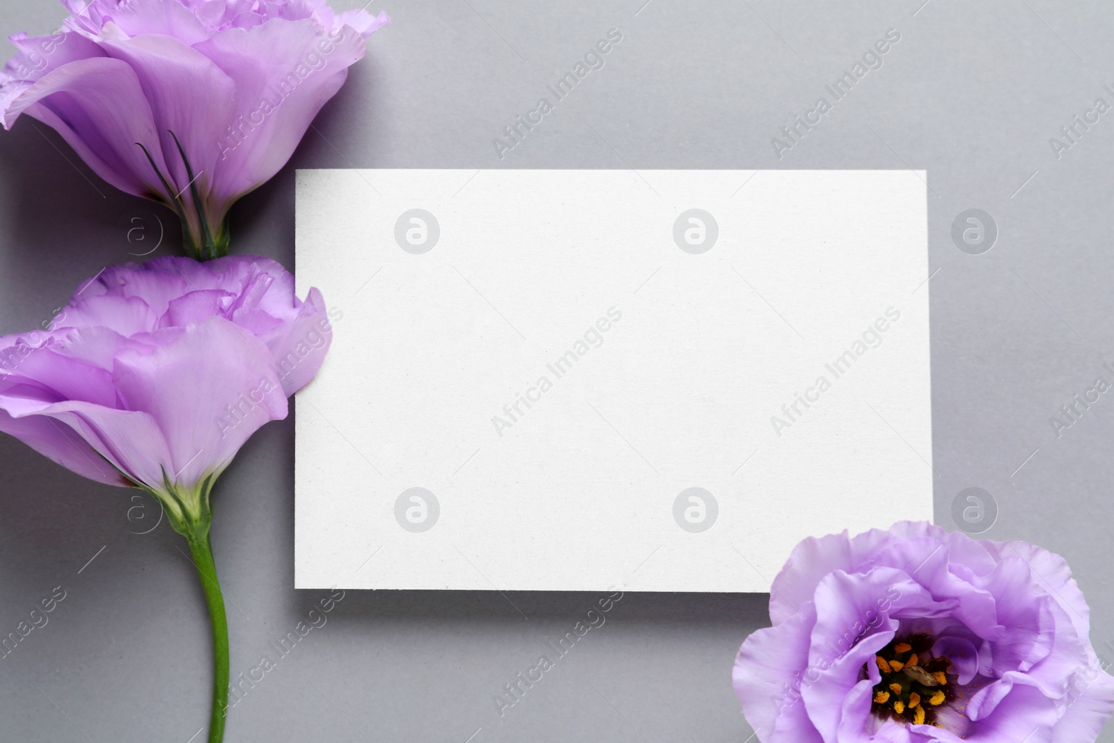 Photo of Beautiful Eustoma flowers and card on gray background