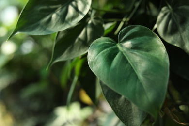 Beautiful tropical plant with lush leaves, closeup