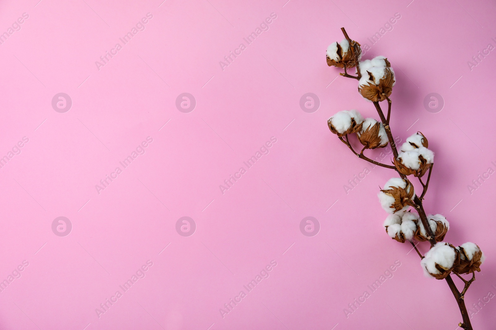 Photo of Branch of cotton plant on pink background, top view. Space for text