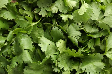 Fresh green coriander leaves as background, top view