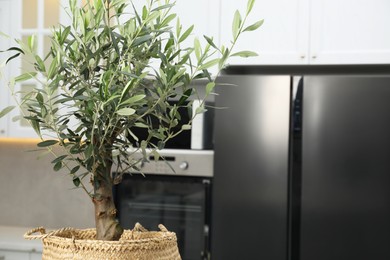 Photo of Beautiful potted olive tree in stylish kitchen, space for text