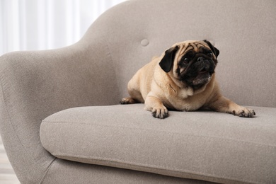 Happy cute pug dog on sofa indoors