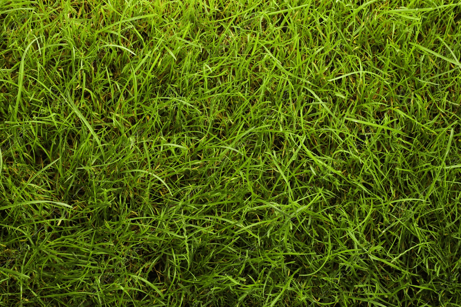 Photo of Beautiful lush green grass as background, top view