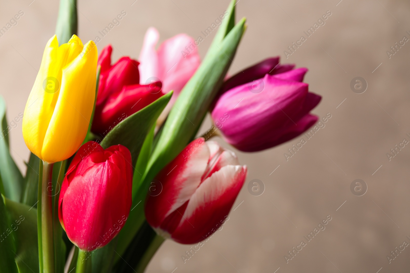 Photo of Beautiful spring tulips on light background, closeup