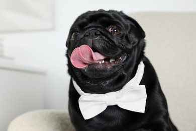 Photo of Cute Pug dog with white bow tie on neck in room