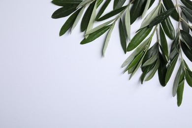 Olive twigs with fresh green leaves on white background, flat lay. Space for text