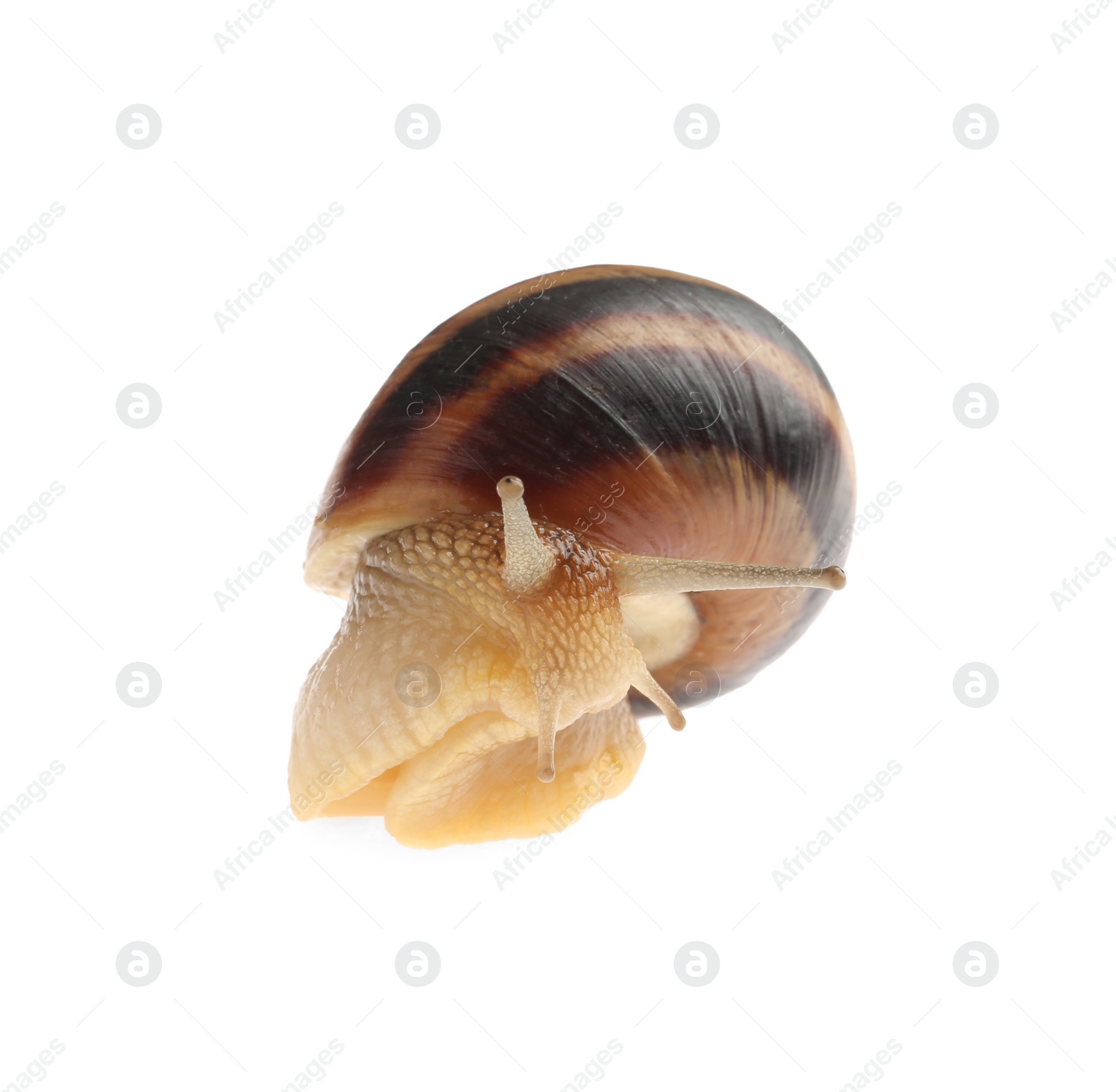 Photo of Common garden snail crawling on white background