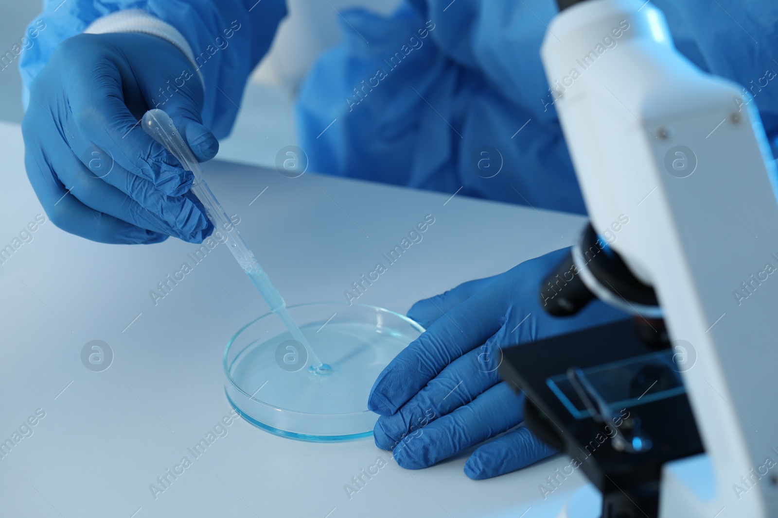 Photo of Scientist dripping sample into Petri dish in laboratory, closeup. Medical research