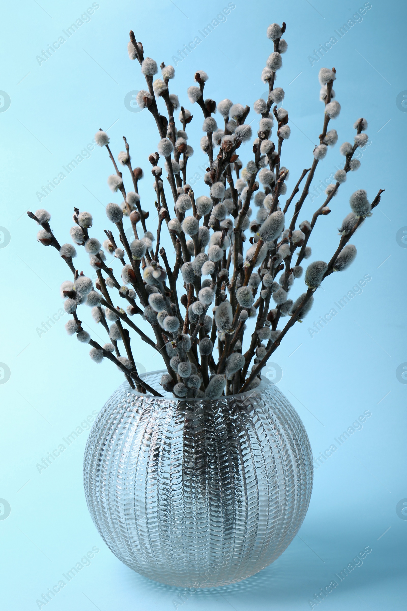 Photo of Vase with beautiful blooming willow branches on light blue background