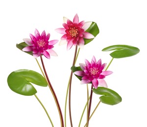 Image of Pink lotus flowers with long stems isolated on white