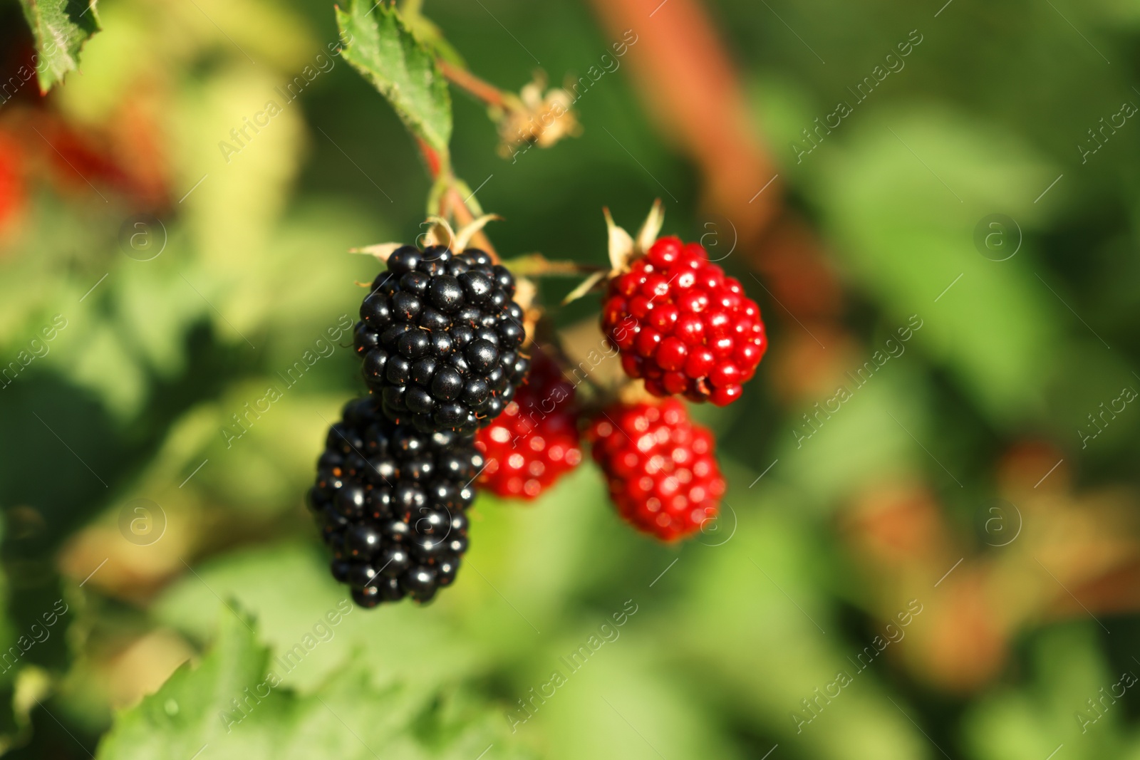 Photo of Ripe and unripe blackberries growing on bush outdoors, closeup