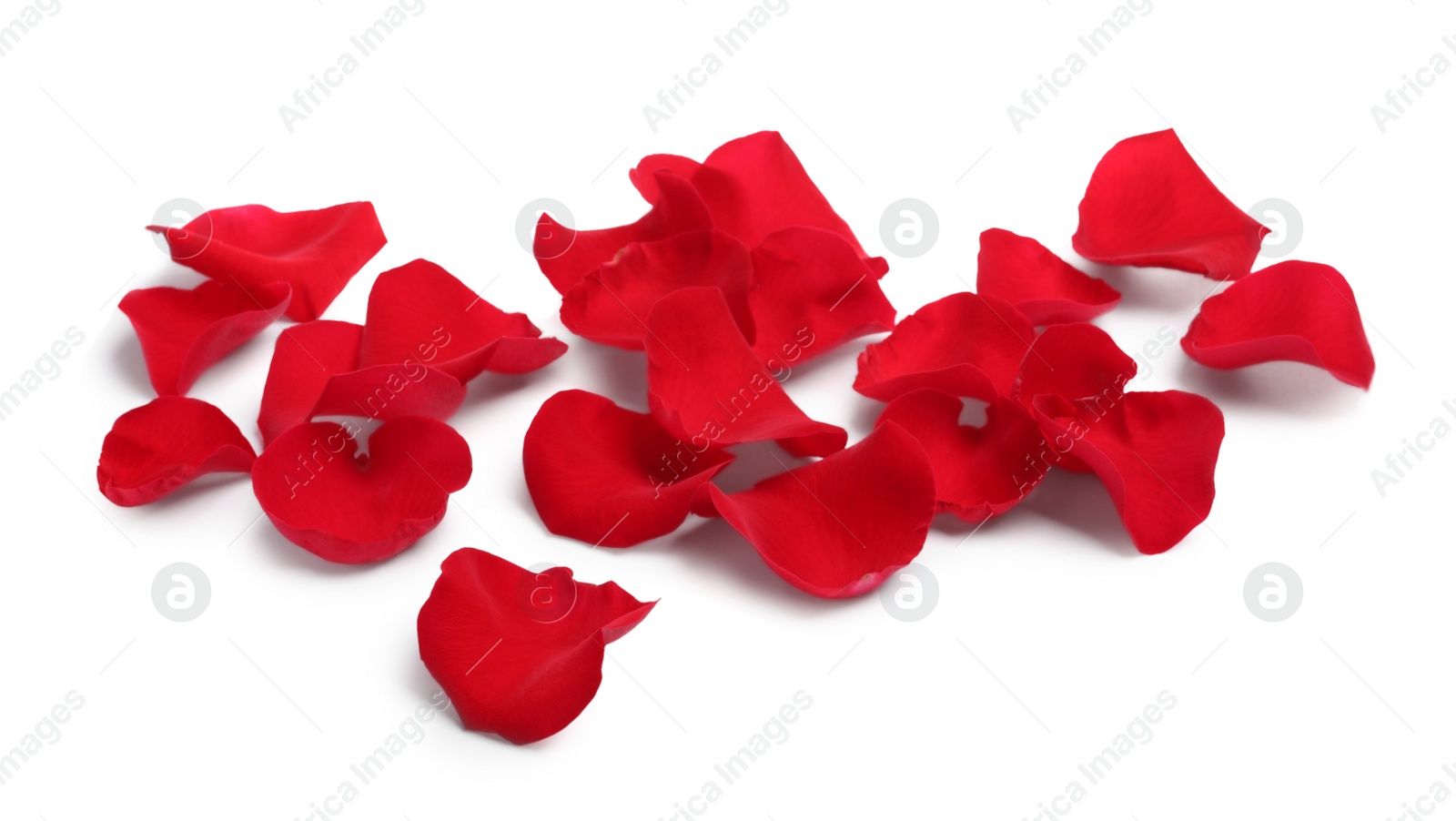 Photo of Many red rose petals on white background