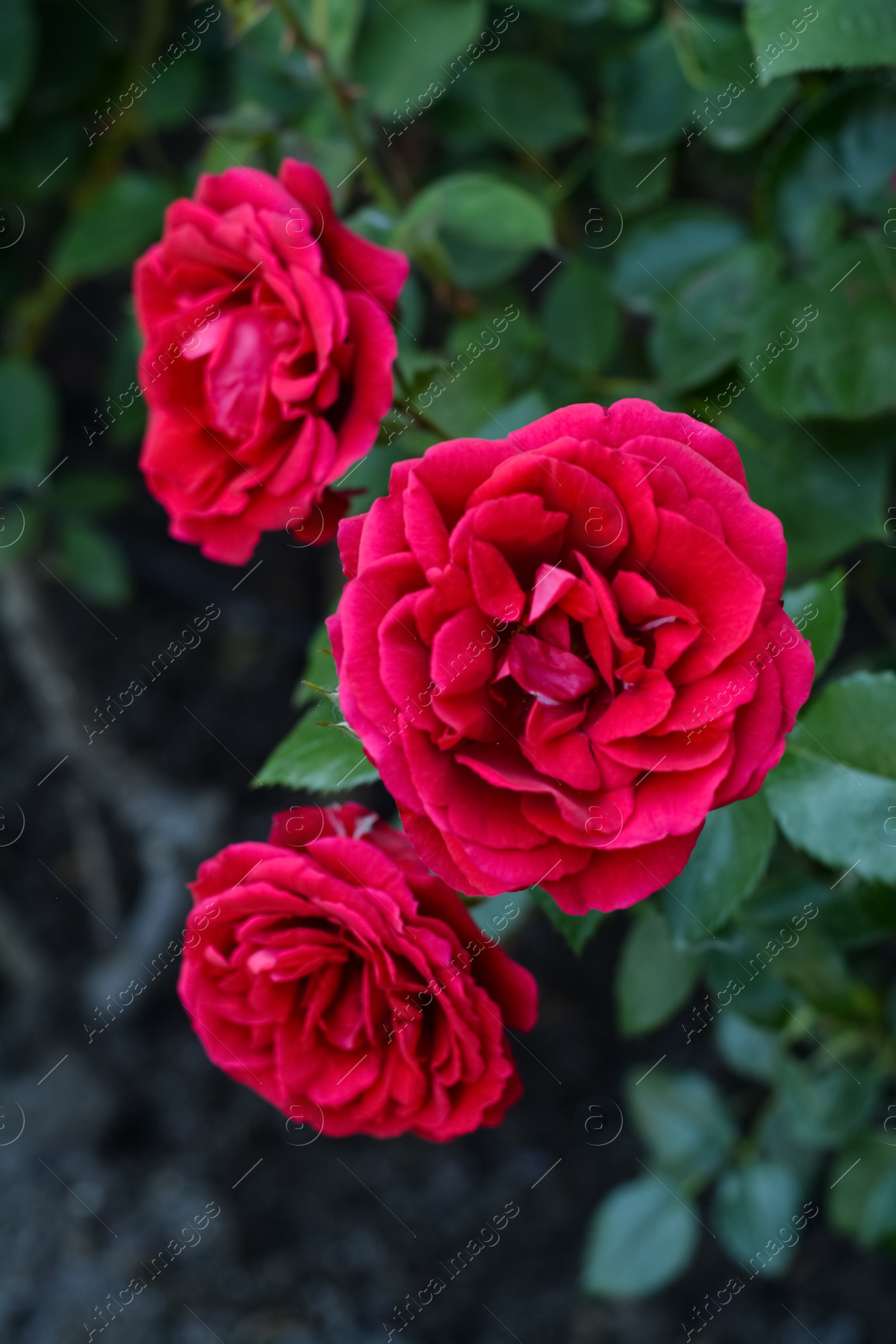 Photo of Beautiful red rose flowers blooming outdoors, closeup