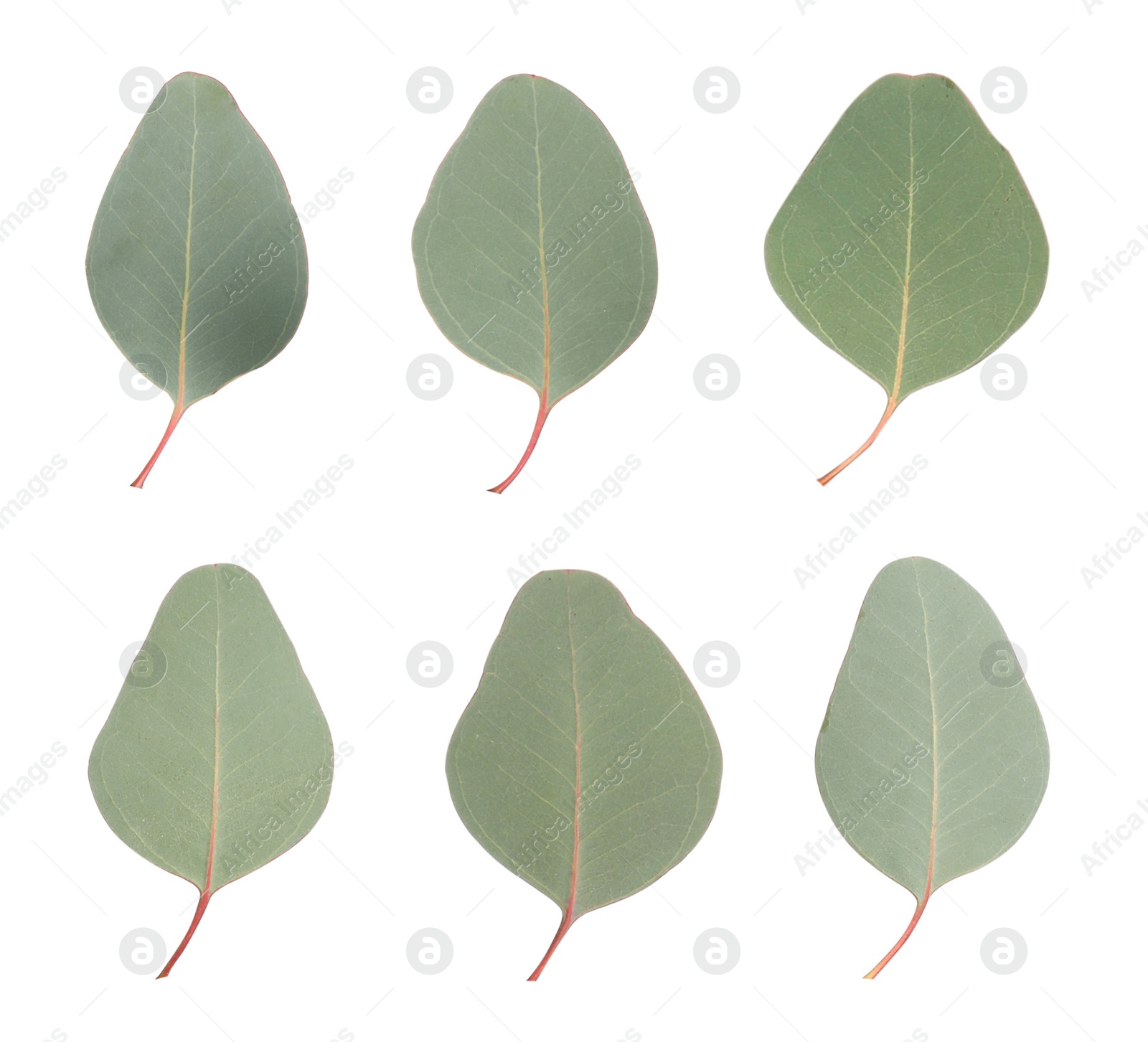 Image of Fresh eucalyptus leaves on white background, collage