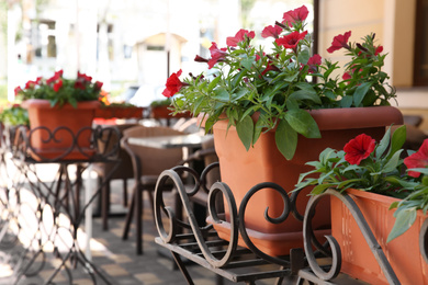 Photo of Beautiful red flowers in plant pots outdoors on sunny day