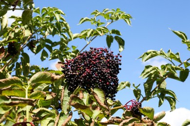 Photo of Tasty elderberries (Sambucus) growing on branch against blue sky