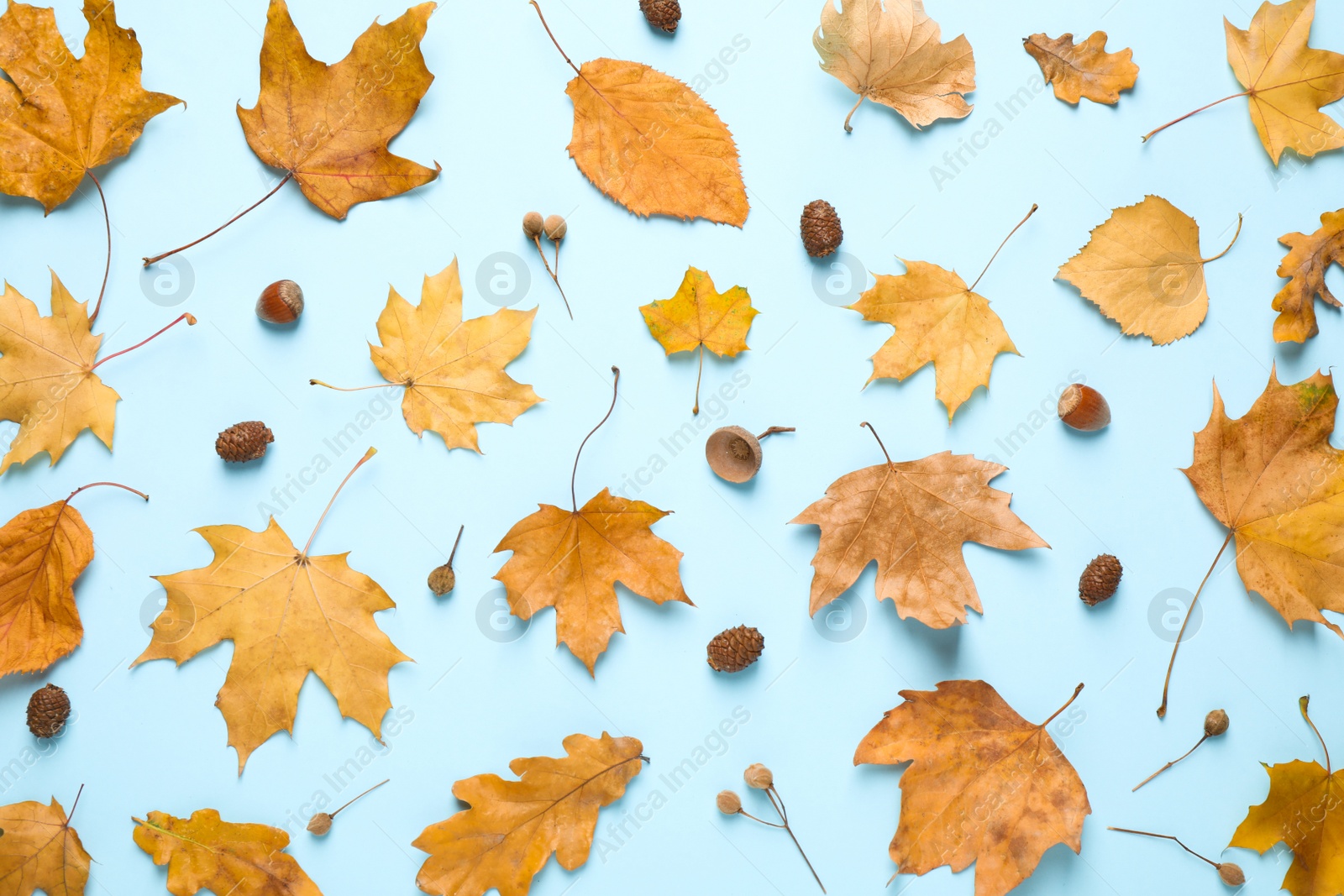 Photo of Flat lay composition with autumn leaves on blue background