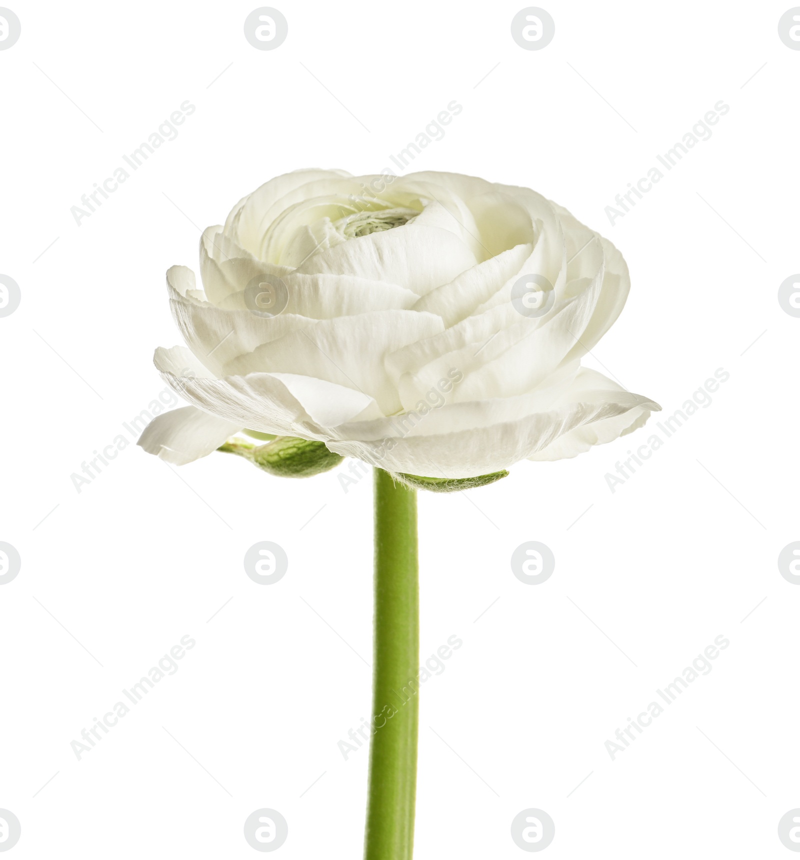 Photo of Beautiful ranunculus flower on white background