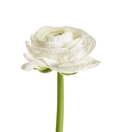 Photo of Beautiful ranunculus flower on white background