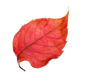 Photo of Beautiful autumn leaf on white background. Fall foliage