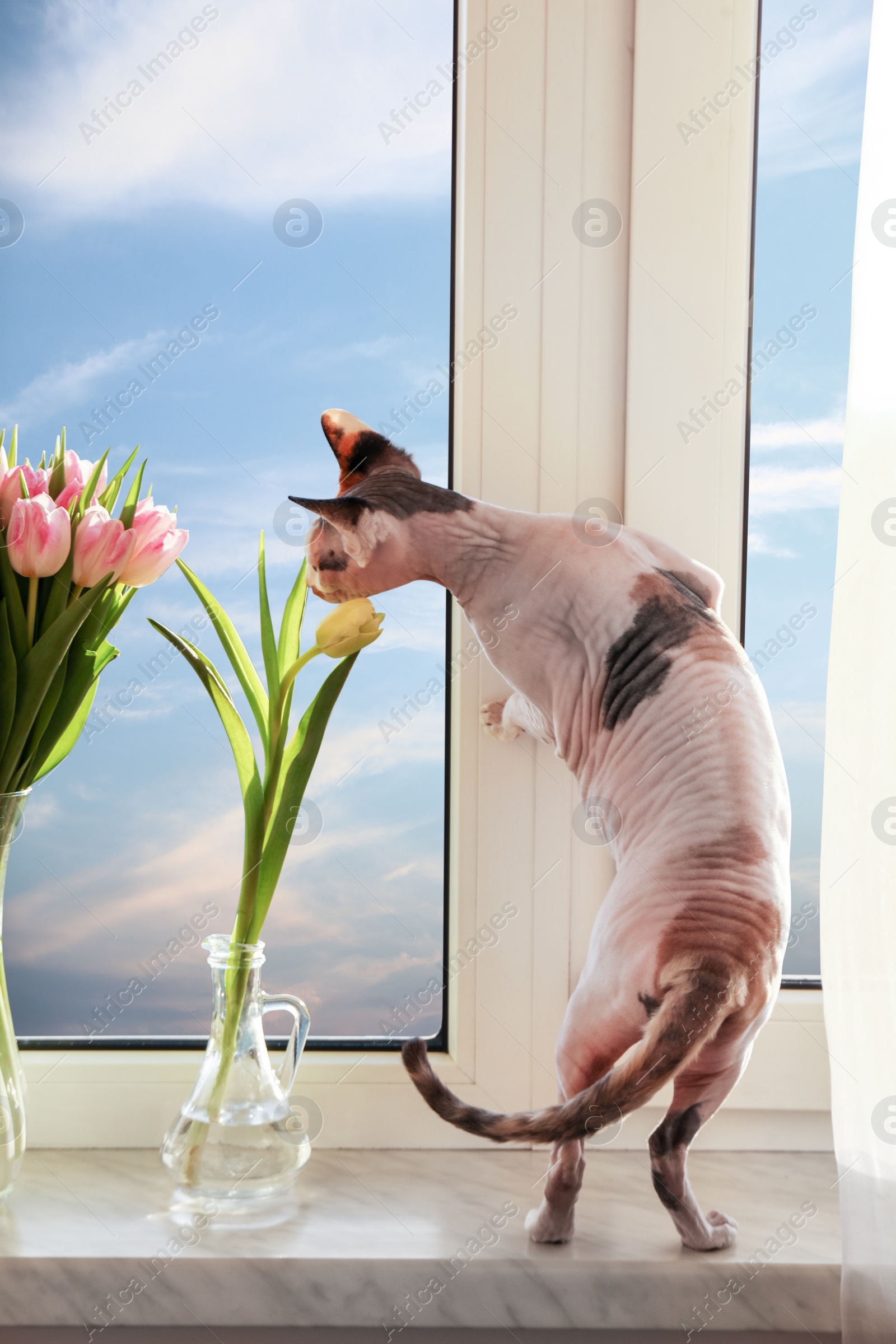 Photo of Spring is coming. Adorable Sphynx cat sniffing tulips on windowsill indoors