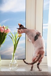 Spring is coming. Adorable Sphynx cat sniffing tulips on windowsill indoors