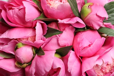 Photo of Fragrant peonies as background, closeup view. Beautiful spring flowers