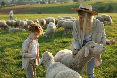Mother and son feeding sheep on pasture. Farm animals