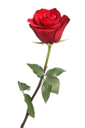 Photo of Beautiful fresh red rose isolated on white