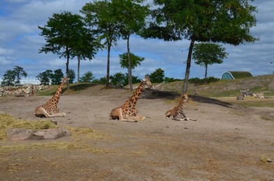Group of giraffes in safari park outdoors