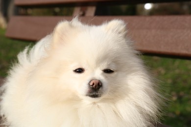 Photo of Cute fluffy Pomeranian dog on wooden bench outdoors, closeup. Lovely pet